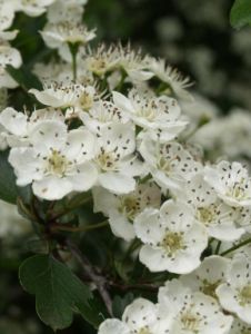 Crataegus laevigata tweestijlige meidoorn