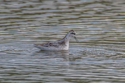 Grauwe franjepoot vogel