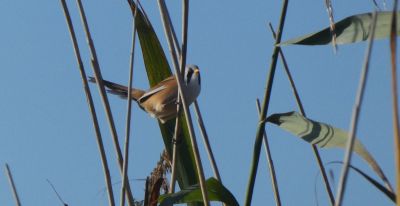 2025-05-18 baardmannetje vogel