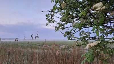 Dauwtrap natuur